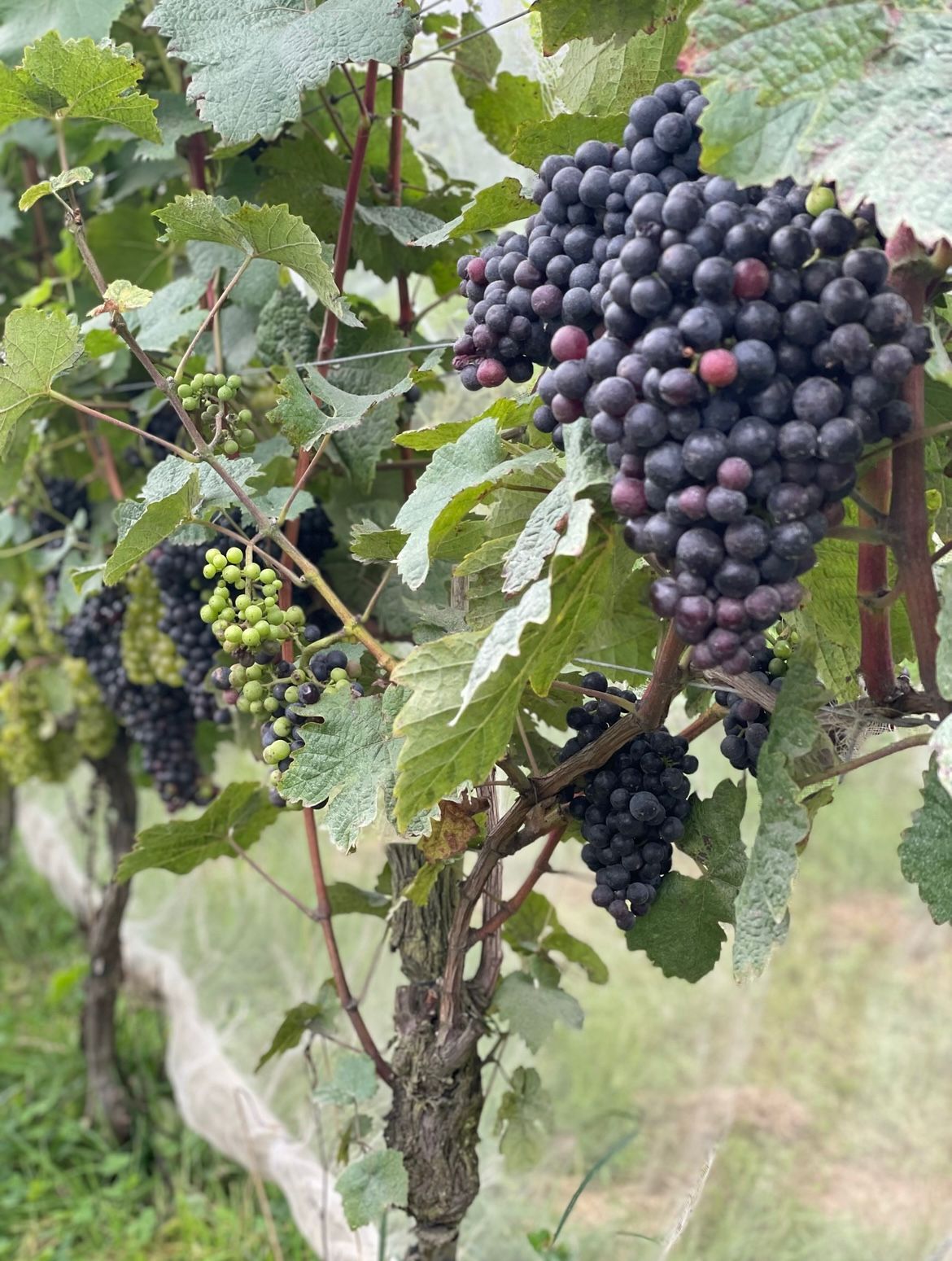 Blog Post – Wine O’Clock!