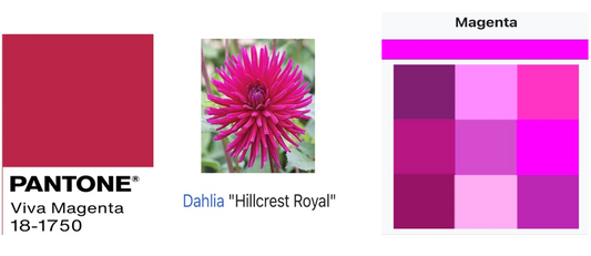 Magenta - its Pantone Colour of the Year 2023